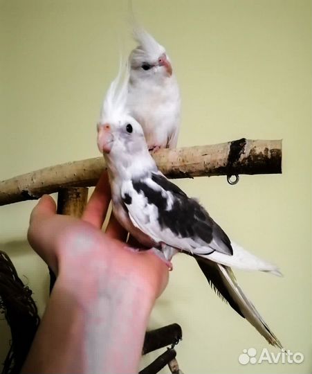 Полуручные птенцы попугаев корелла