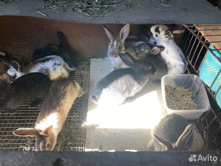 Крольчата