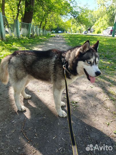 Собака Хаски в добрые руки