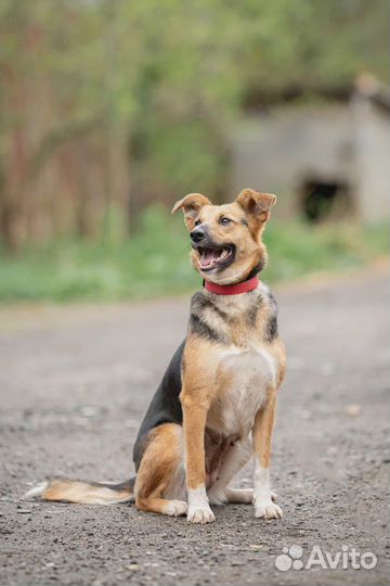 Собака в добрые руки