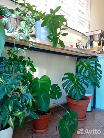 Озеленение, уход за растениями, фитодизайн