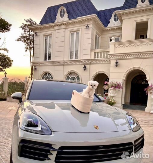 Мальтипу микро мальтезе микро ONE IN A million