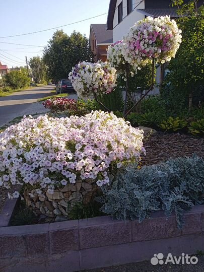 Петуния Опера, Райсбери, Лилак, Лавандер, Вайт