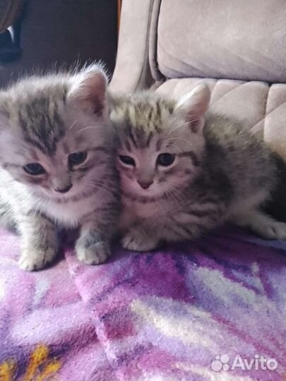 Котята в добрые руки бесплатно