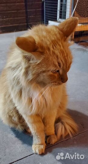 Чья потеряшка