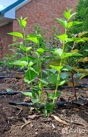 Жасмин (чубушник)