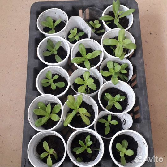 Цветочная рассада