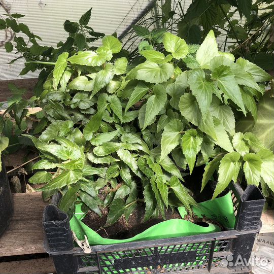 Бегония ампельная