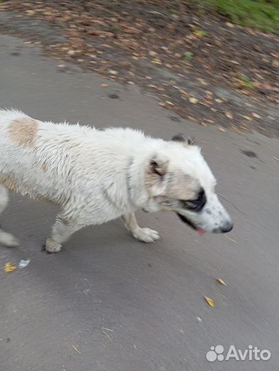 Отдаётся в добрые руки