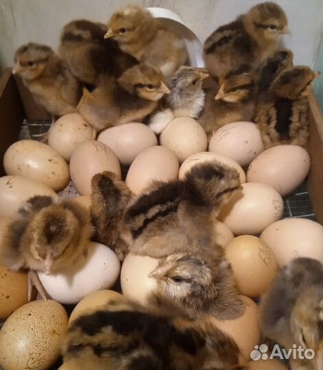 Цыплята суточные Билефельдер Адлерская Дворяне др