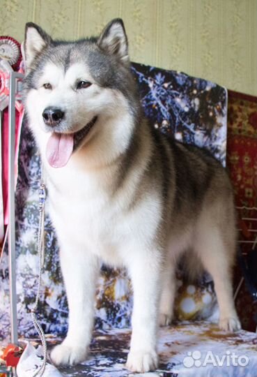 Груминг крупных пород собак