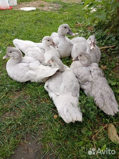 Инкубационное яйцо индоутки