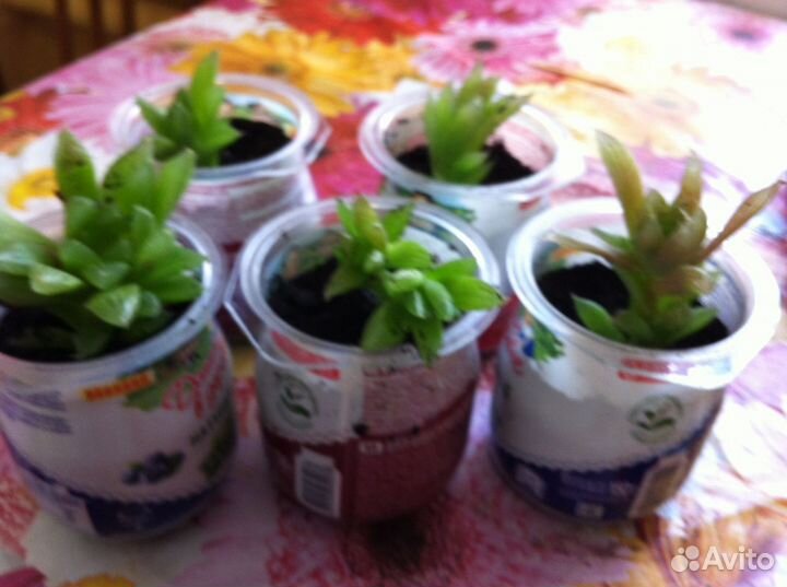 Суккуленты - детки