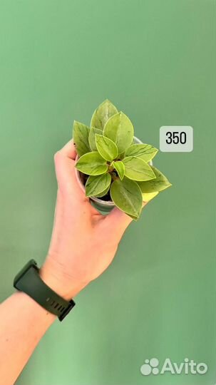 Растения комнатные