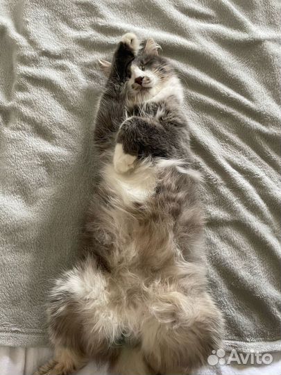 Котенок в добрые руки