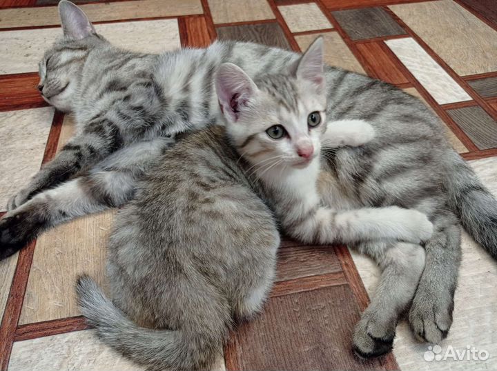 Котенок
