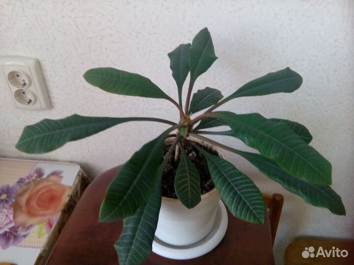 Цветок Молочай беложильчатый