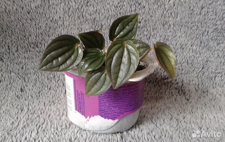 Растения малыши