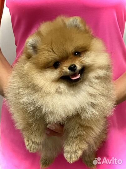 Померанский шпиц,привиты