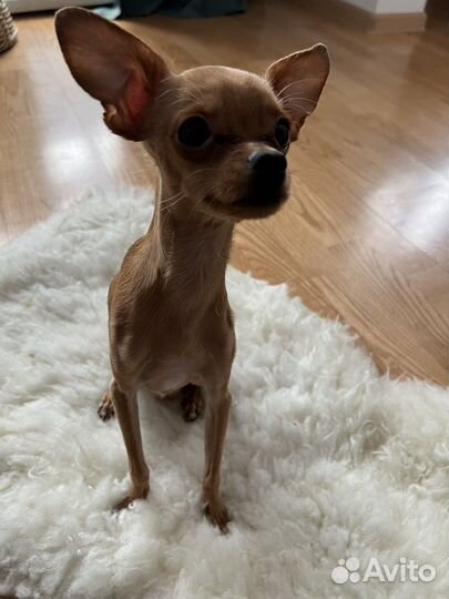 Той-терьер мини вязка