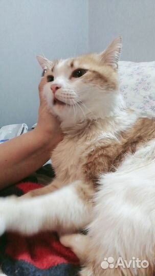 Котик в добрые руки