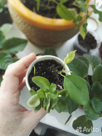 Комнатные цветы