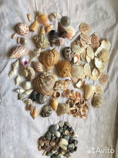Ракушка с разных морей и океанов