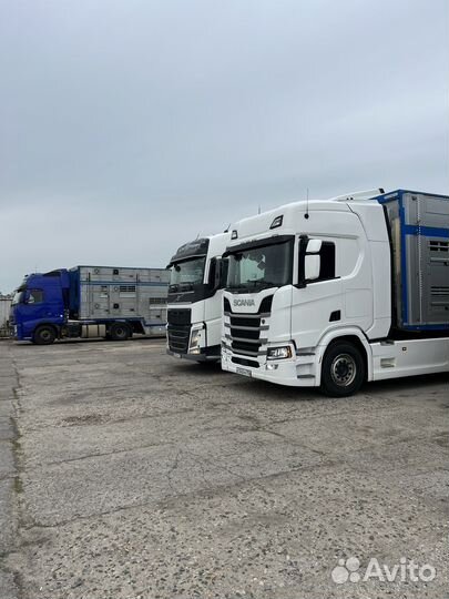 Перевозка скота по России и снг