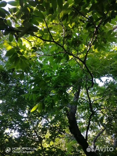 Саженцы маньчжурского ореха