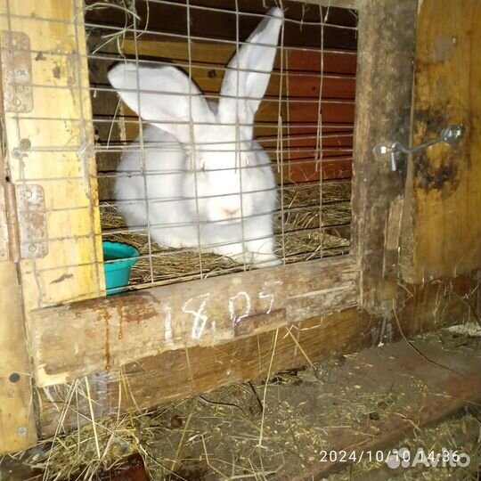 Кролики мясных пород