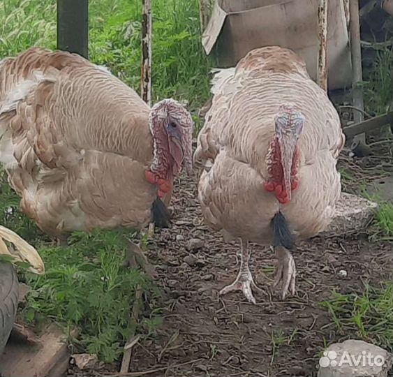 Индюки домашние