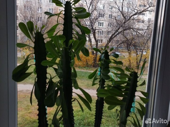 Кактус молочай