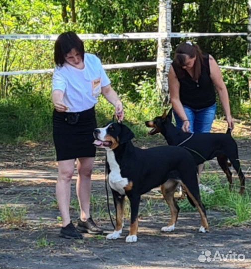 Собаки щенки
