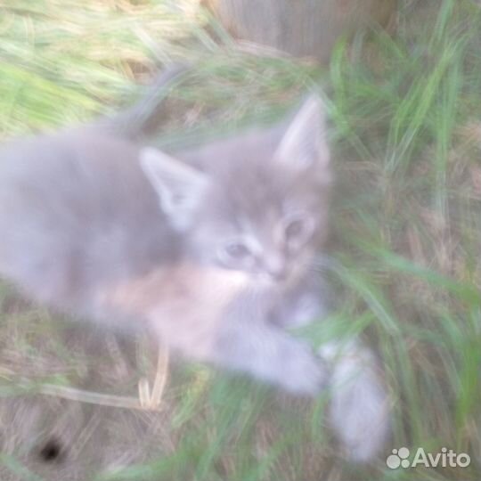 Отдам котят в добрые руки