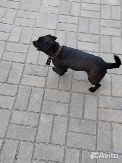 Найдена собака