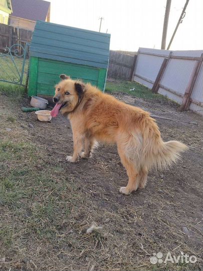 Малышу необходим дом