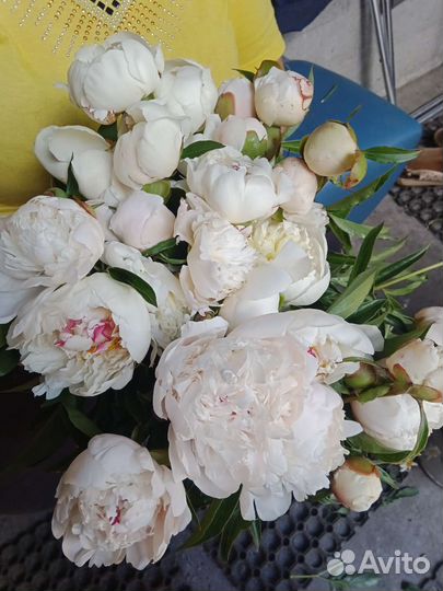 Срезка гортензия, гладиолус, георгины, львиный зев