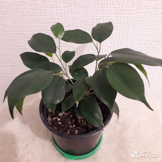 Фикус бенджамина