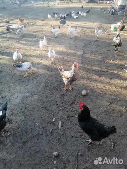 Петухи домашние