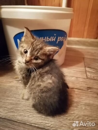 Три малыша ищут любящий дом