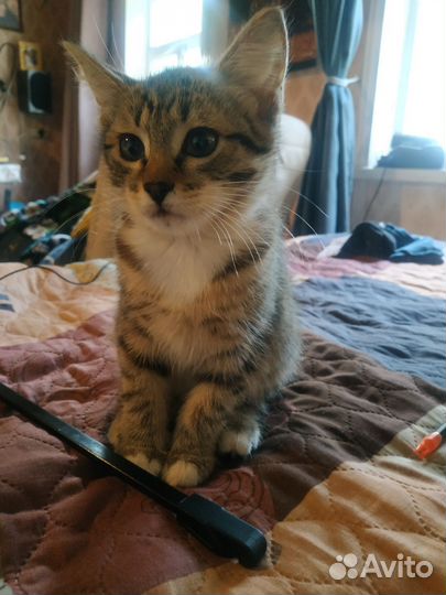 Котенок девочка в добрые руки