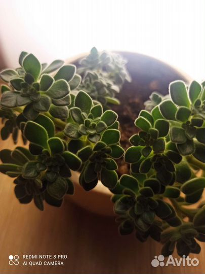 Комнатные растения