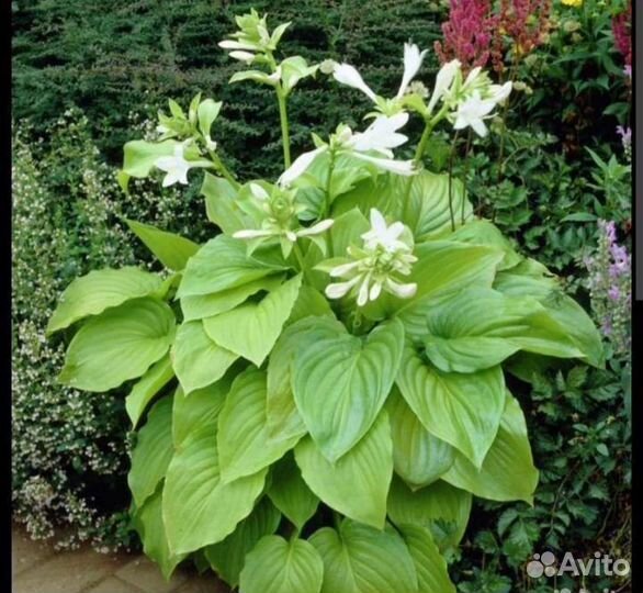 Хоста растение