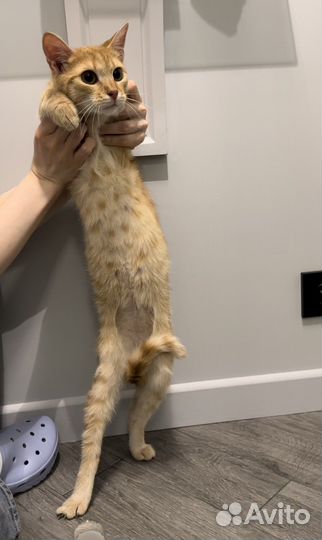 Самый ласковый кот Рыжик в добрые руки