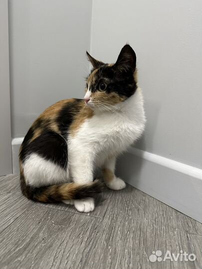 Кошка-крошка в добрые руки