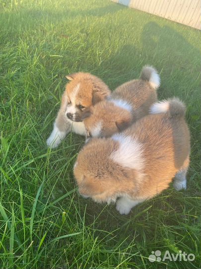 Щенки Акита-Ину