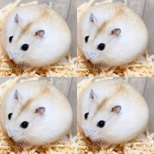 Джунгарский хомяк