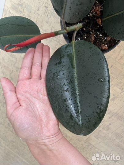 Фикус черный принц