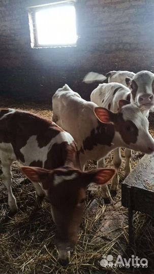 Корова дойная