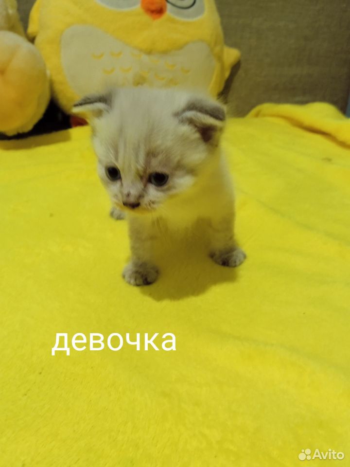 Продаются котята